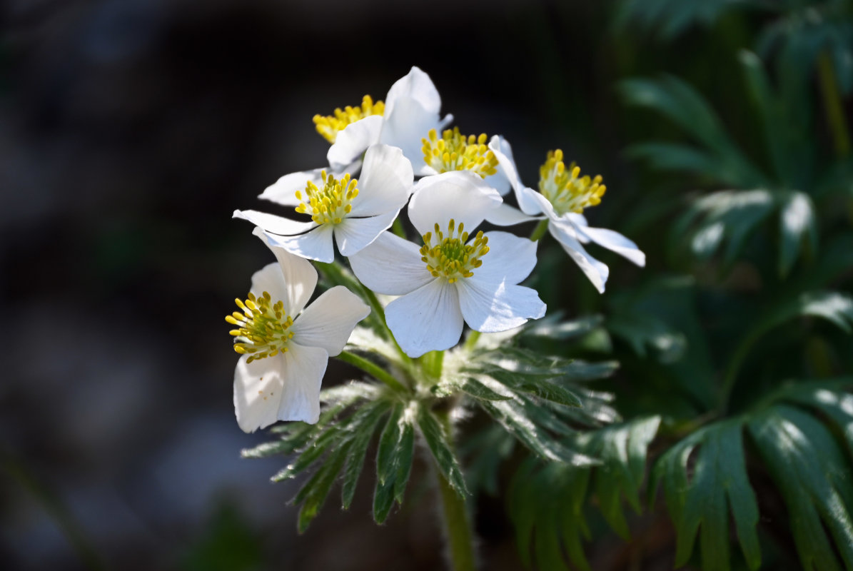 Изображение особи Anemonastrum crinitum.