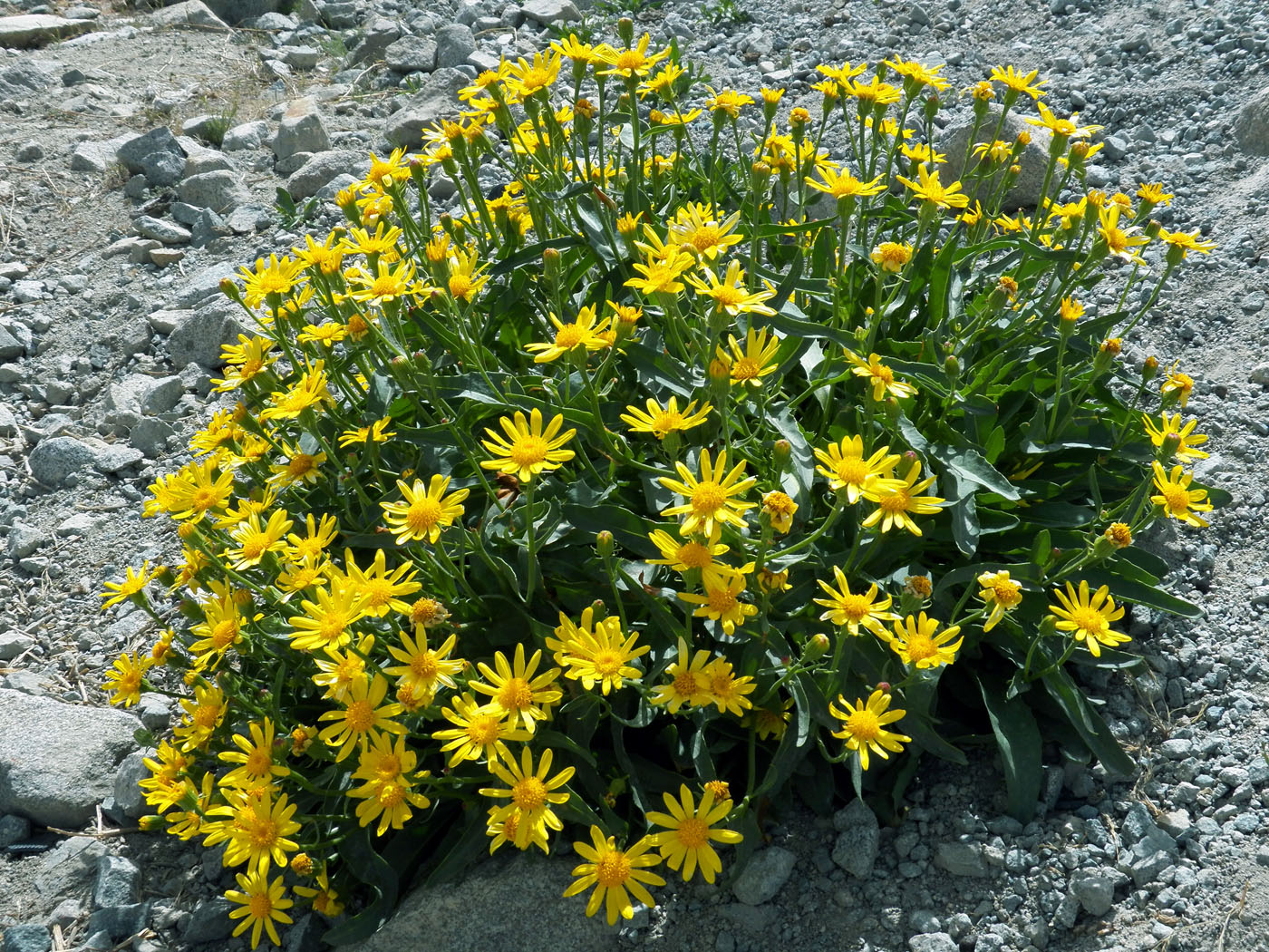 Image of Senecio korshinskyi specimen.