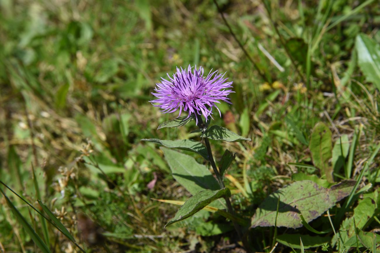 Изображение особи семейство Asteraceae.