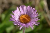 Erigeron venustus. Соцветие-корзинка. Карачаево-Черкесия, Карачаевский р-н, Большой Кавказ, правый борт ущелья Кичкинекол в р-не тропы подъёма на Поляну крокусов, ≈ 2510 м н.у.м., субальпийский луг. 22.07.2023.