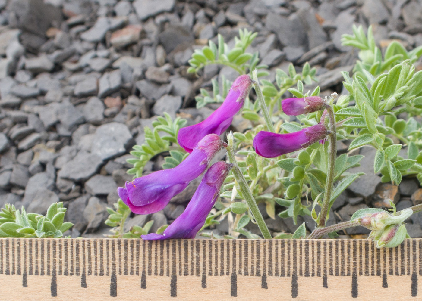 Image of Vicia alpestris specimen.