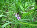 Vicia sepium