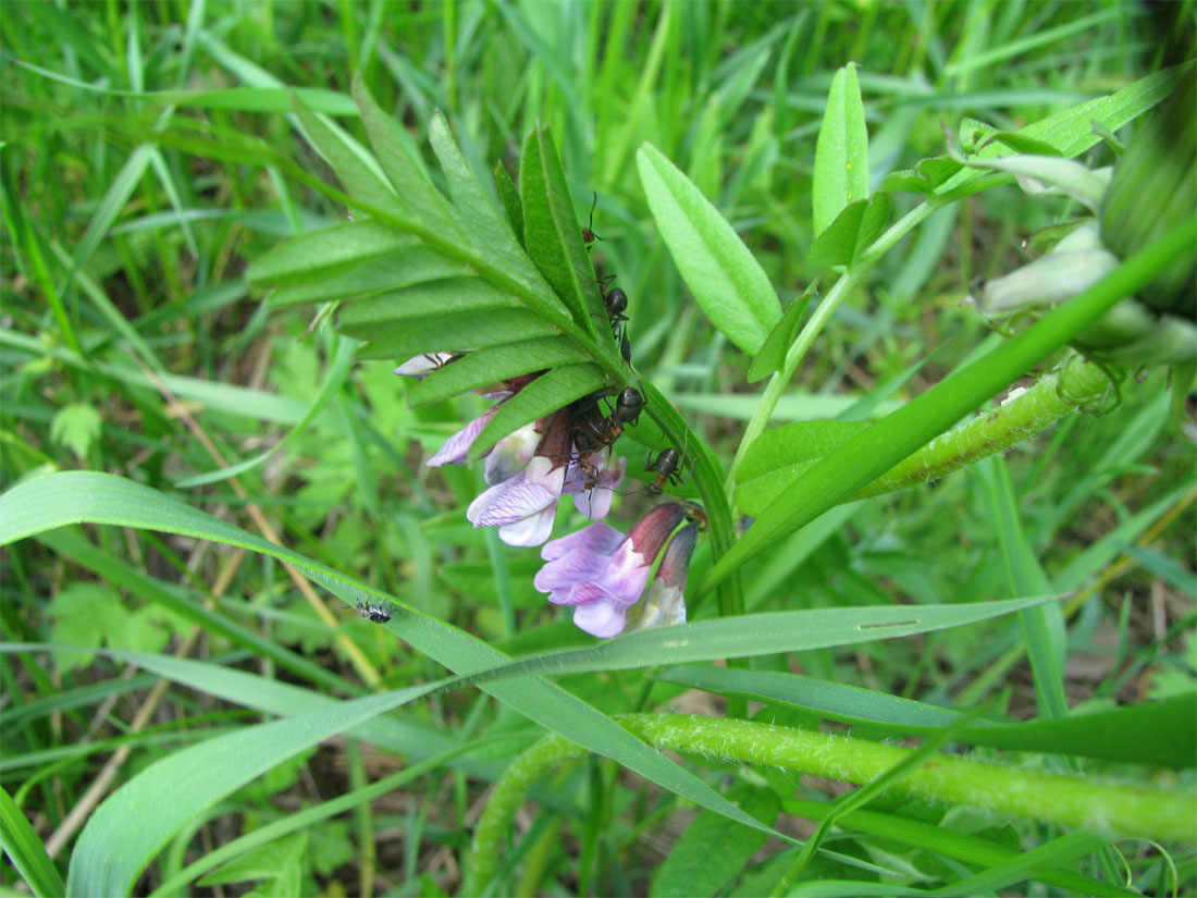 Image of Vicia sepium specimen.