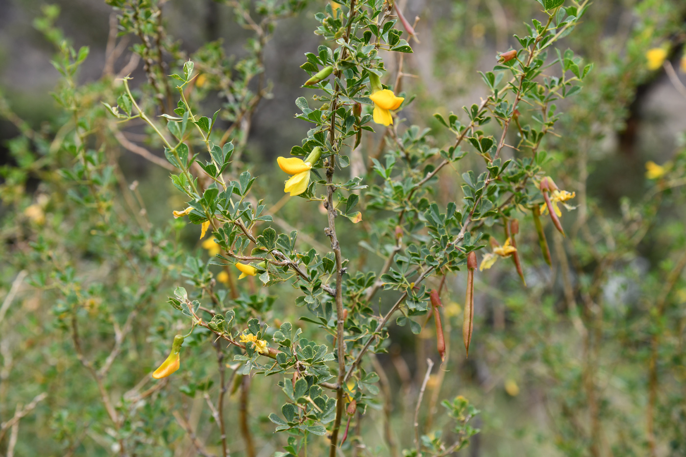 Image of Caragana laeta specimen.