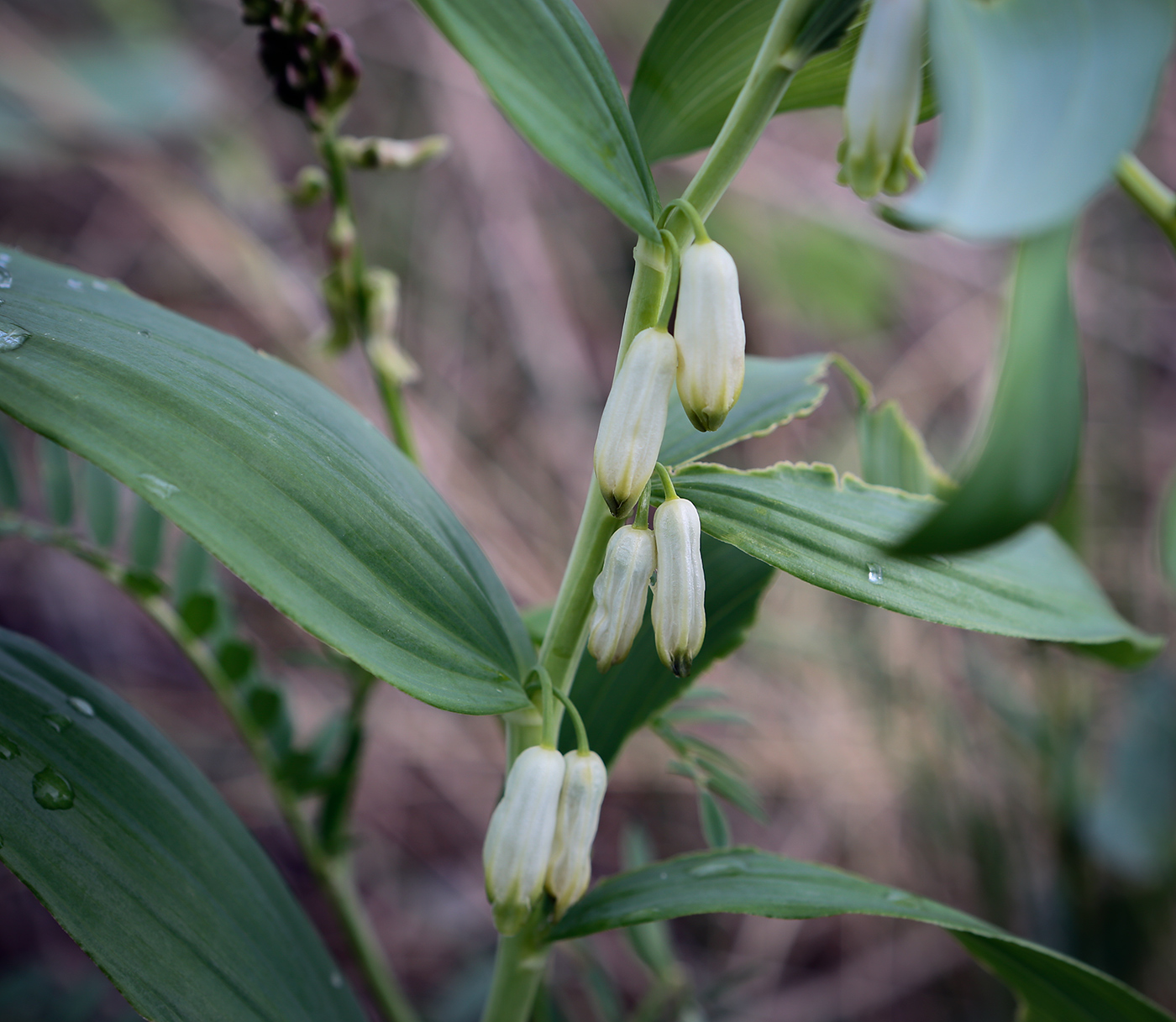 Изображение особи Polygonatum odoratum.