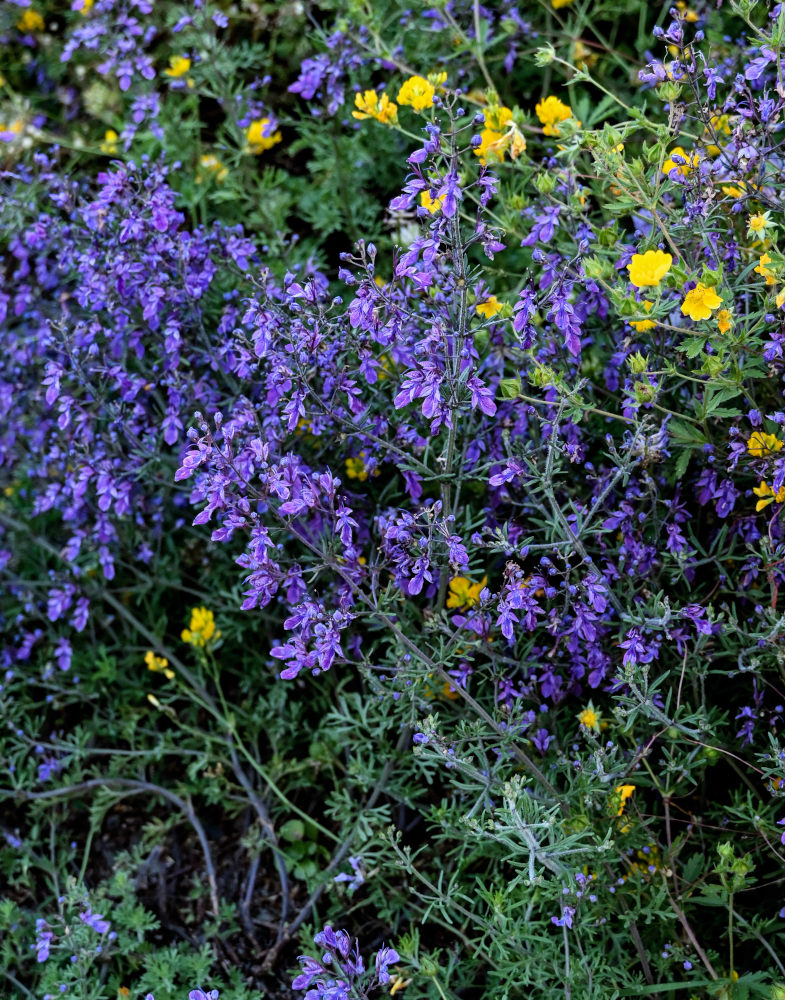 Изображение особи Teucrium orientale.