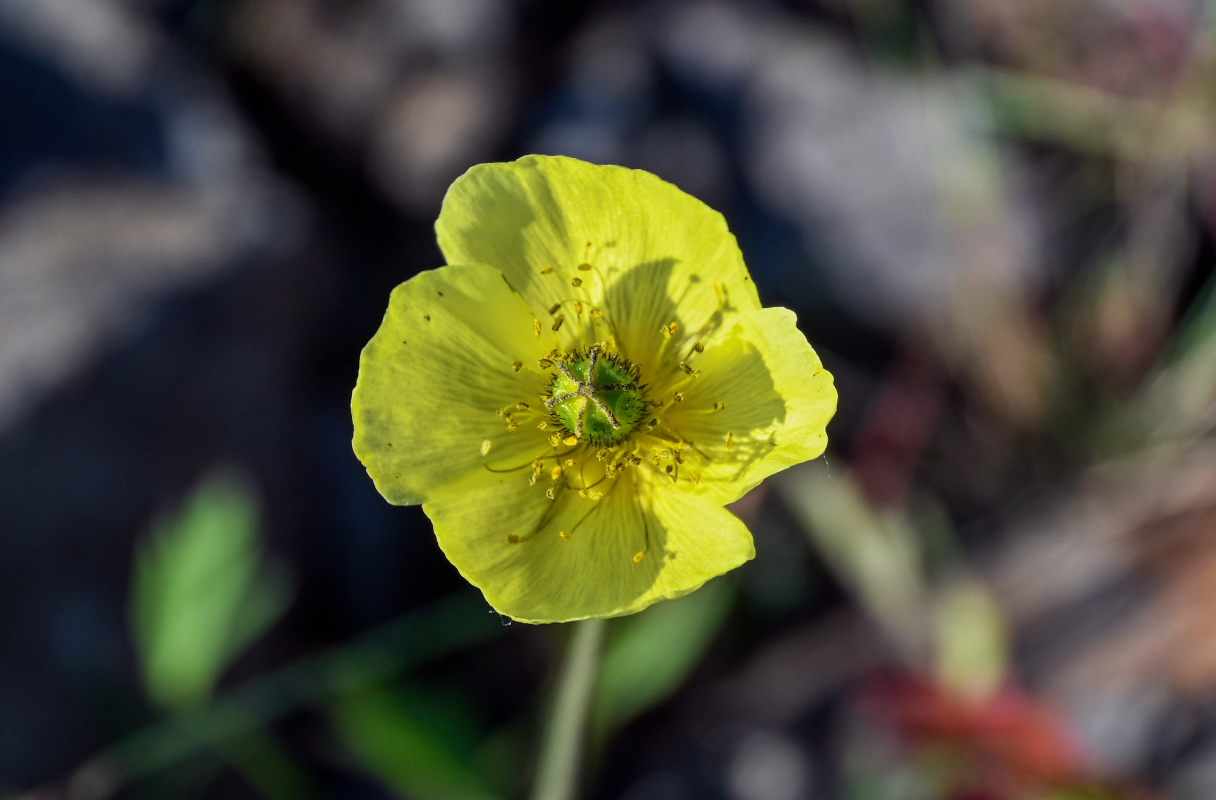 Изображение особи род Papaver.