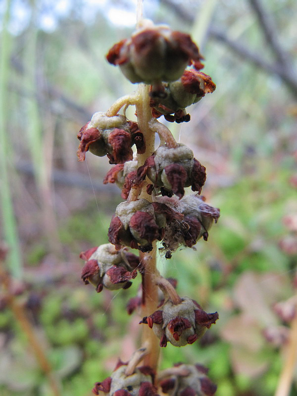 Image of Pyrola minor specimen.