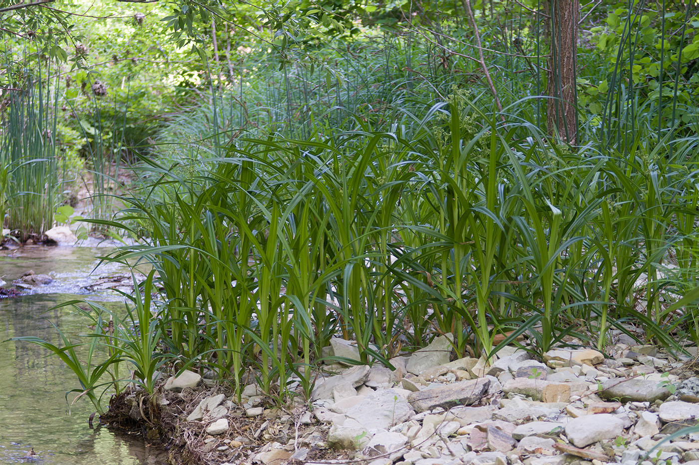 Изображение особи Scirpus sylvaticus.