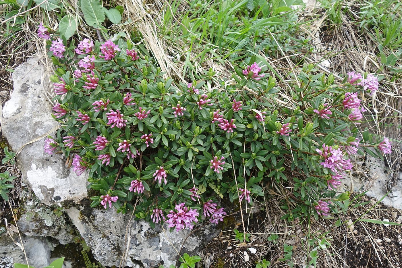 Изображение особи Daphne circassica.