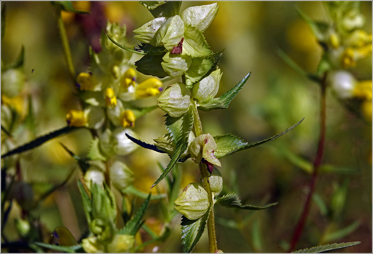 Image of Rhinanthus aestivalis specimen.