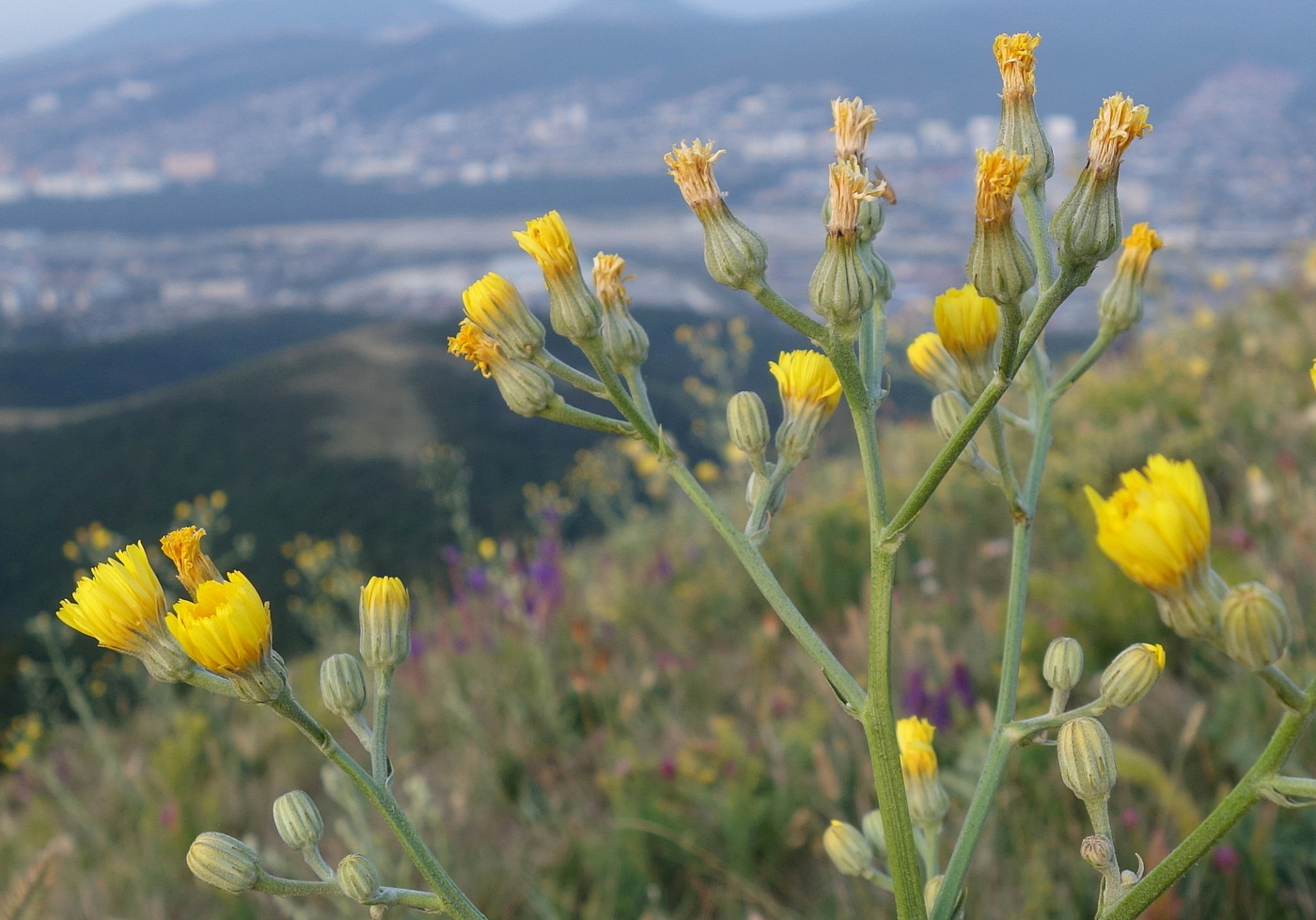 Изображение особи Crepis pannonica.