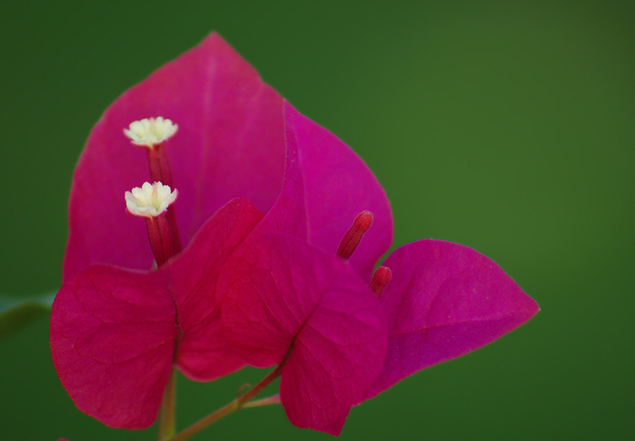 Image of genus Bougainvillea specimen.