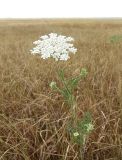 Daucus carota