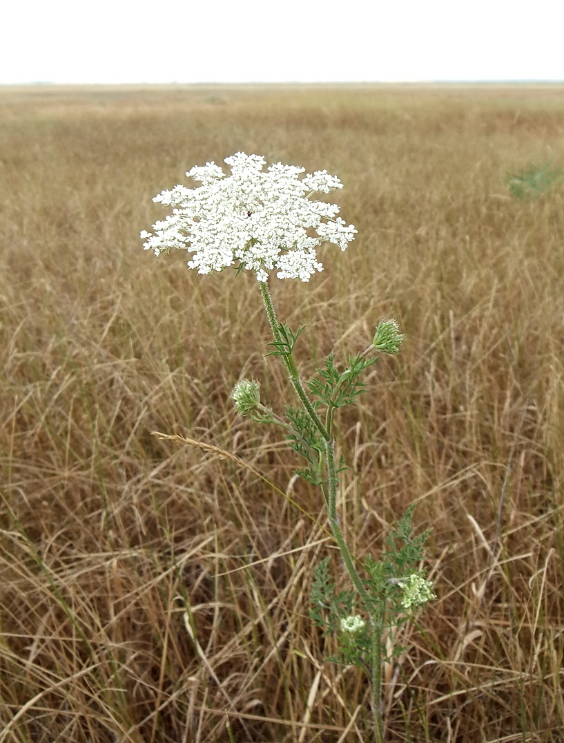 Image of Daucus carota specimen.