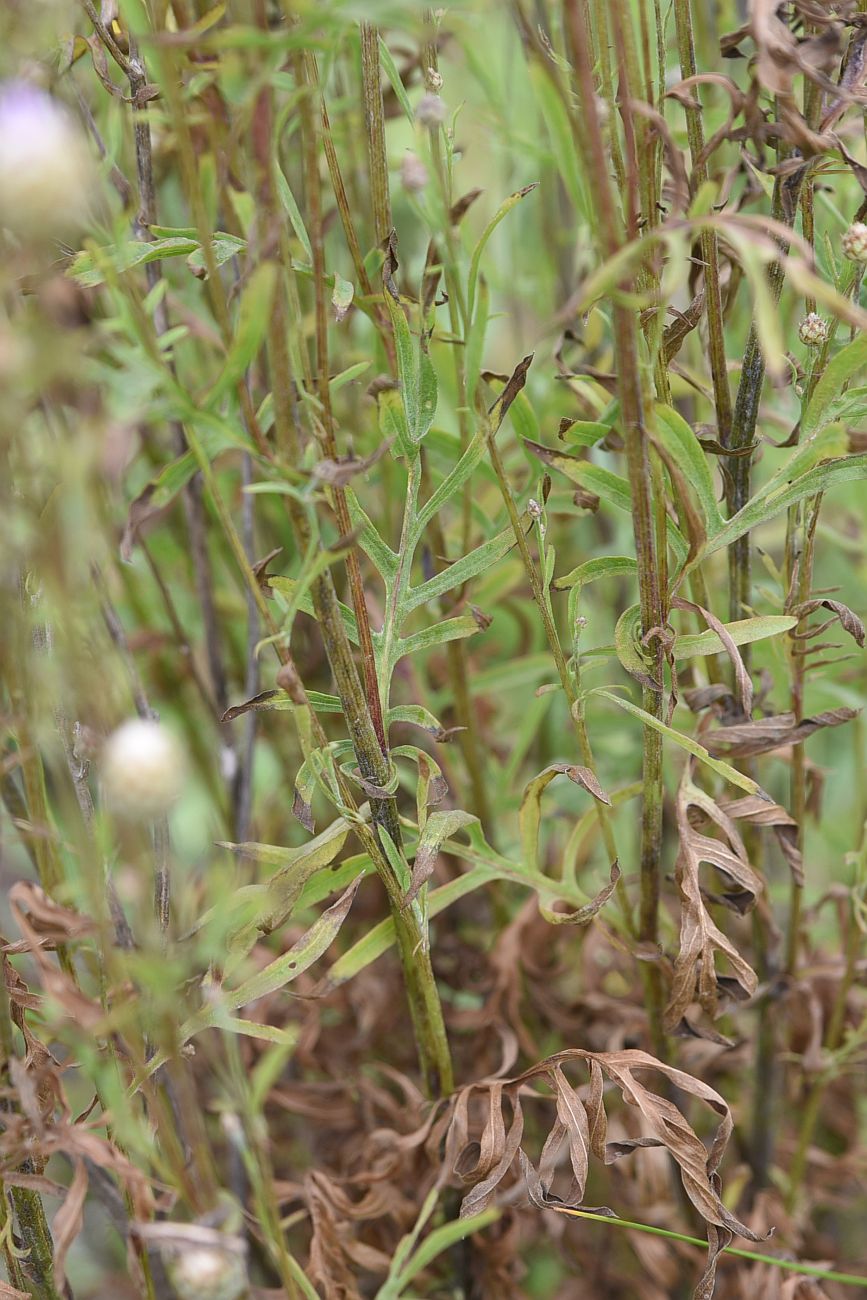 Image of Centaurea scabiosa specimen.