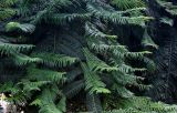 Cephalotaxus harringtonia. Верхушки ветвей. Китай, провинция Шэньси, г. Сиань, в культуре. 11.06.2024.