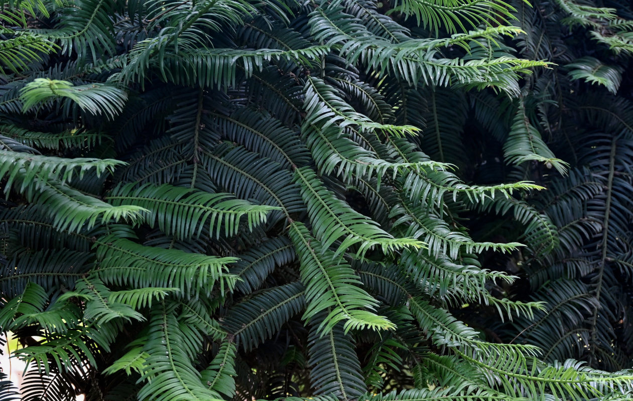 Image of Cephalotaxus harringtonia specimen.