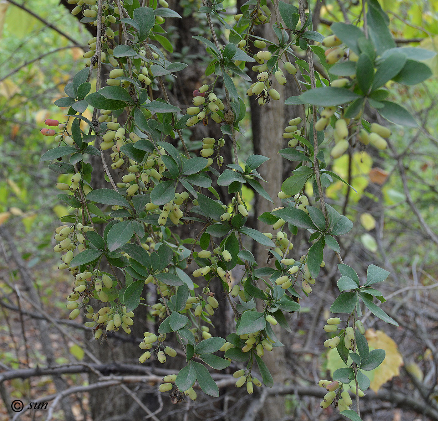 Изображение особи Berberis vulgaris.