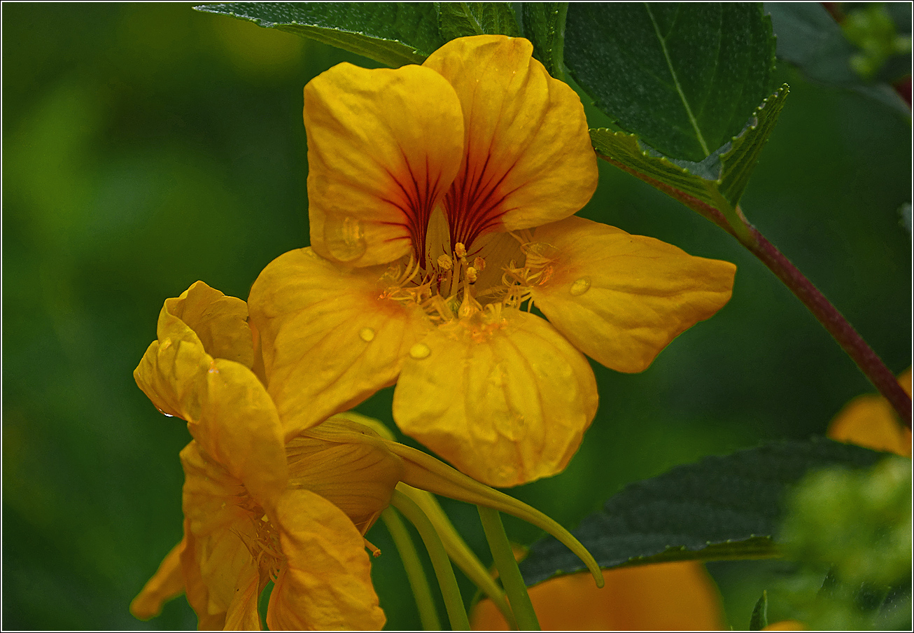 Изображение особи Tropaeolum majus.