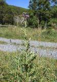 Cirsium arvense. Верхушка цветущего растения. Испания, автономное сообщество Каталония, провинция Жирона, комарка Рипольес, муниципалитет Мольо, окр. перевала Коль-де-Арес (1513 м н.у.м), склон северной экспозиции, опушка смешанного леса. 15.09.2024.