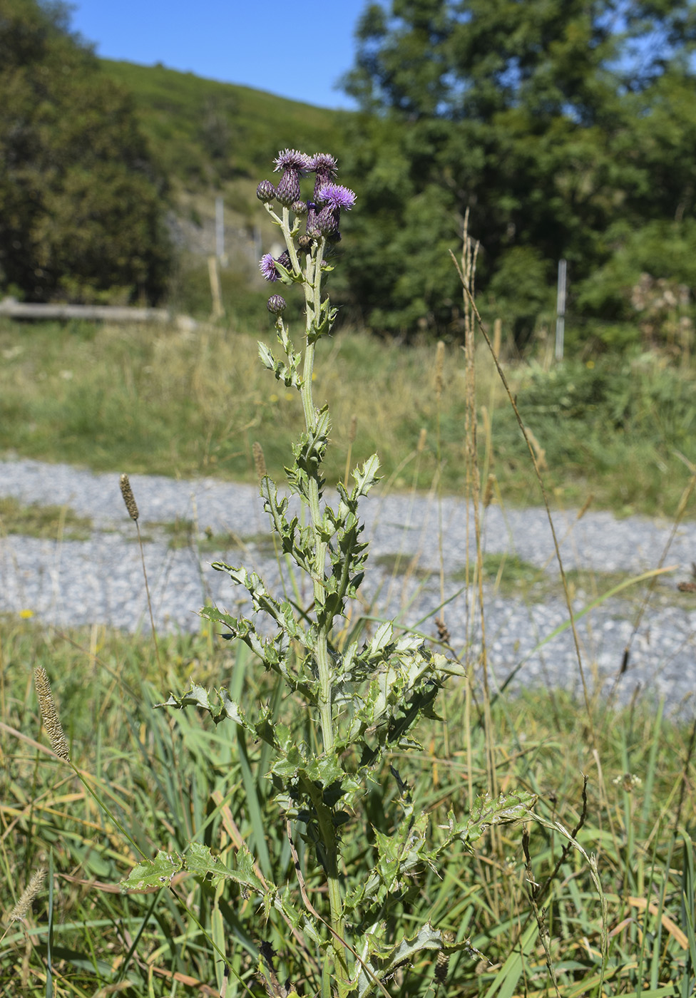 Image of Cirsium arvense specimen.