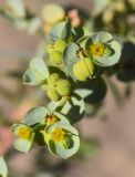 Euphorbia paralias. Верхушка побега с плодами. Испания, автономное сообщество Каталония, провинция Жирона, комарка Альт-Эмпорда, муниципалитет Сан-Педро-Пескадор, устье р. Флувиа, нарушенный участок закреплённой дюны. 19.10.2024.