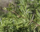 Vachellia karroo. Верхушка веточки (видна абаксиальная поверхность листьев). Испания, автономное сообщество Каталония, провинция Жирона, комарка Баш Эмпорда, муниципалитет Калонже, дубово-сосновый лес, обочина просёлочной дороги, беглец из культуры. 09.11.2024.