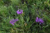 Centaurea willdenowii. Цветущие растения. Чечня, Шаройский р-н, окр. пер. Цумандинский, южный борт перевала, выс. ок. 2400 м н.у.м., луг. 24 июня 2024 г.