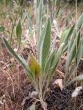 Inula oculus-christi. Вегетирующее растение в сообществе с Poaceae. Крым, Южный Берег, окр. пос. Лесной, луг на косогоре возле грунтовой дороги. 26.05.2024.