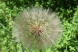 Tragopogon orientalis