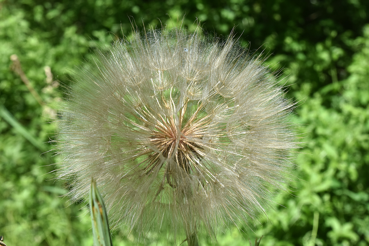 Изображение особи Tragopogon orientalis.