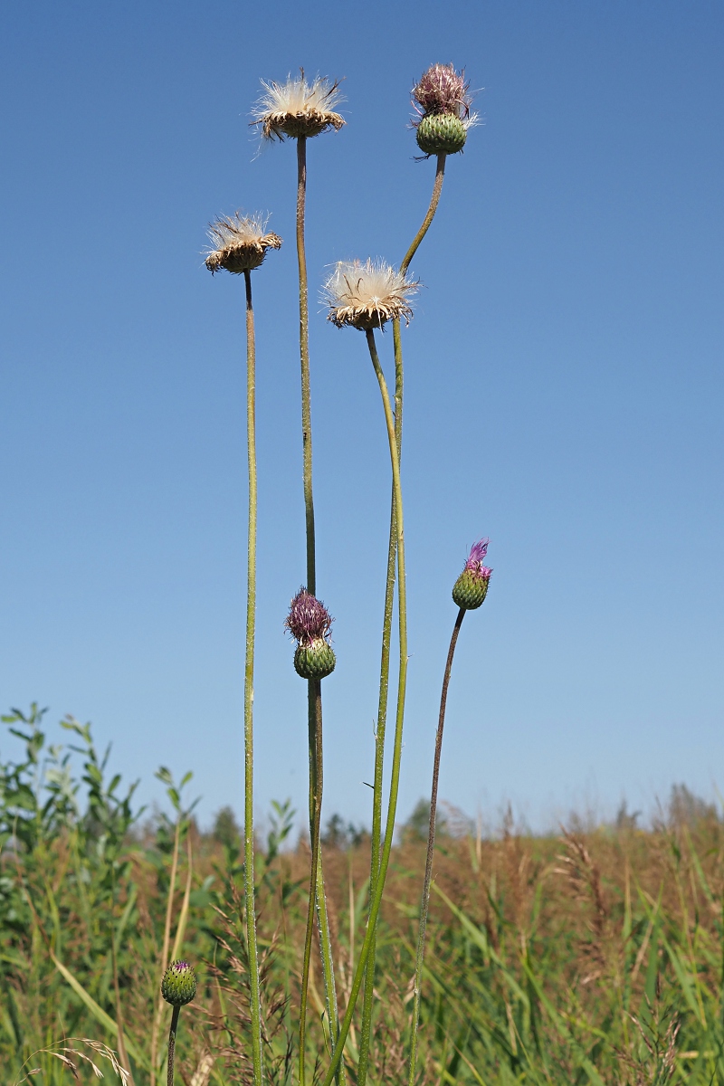 Изображение особи Cirsium canum.