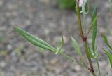 Rumex acetoselloides