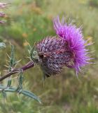 Cirsium polonicum. Соцветие. Московская обл., ГО Подольск, мкр-н Климовск, пустырь. 31.07.2024.