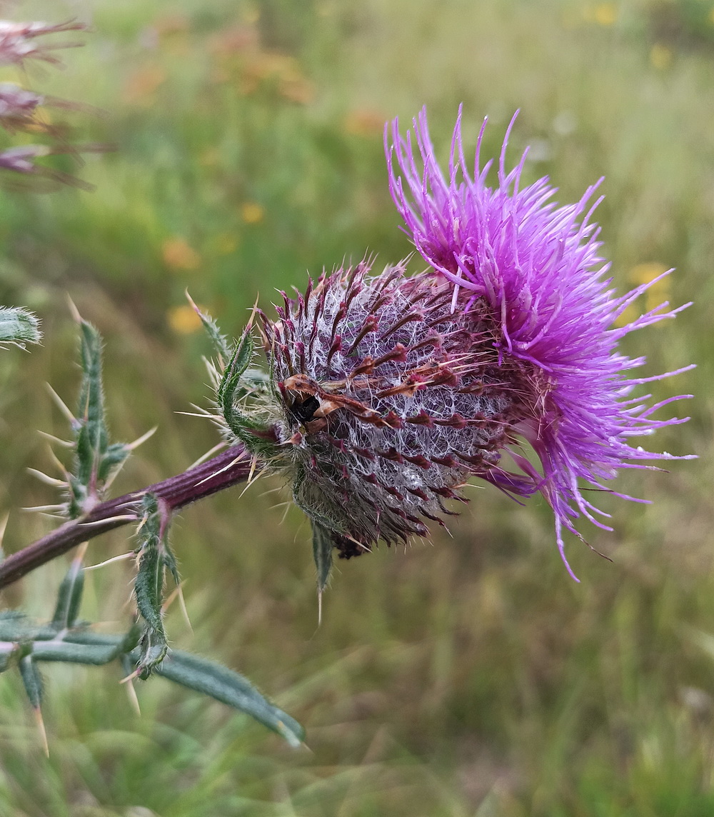 Image of Cirsium polonicum specimen.