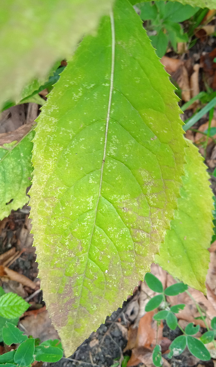 Image of genus Senecio specimen.