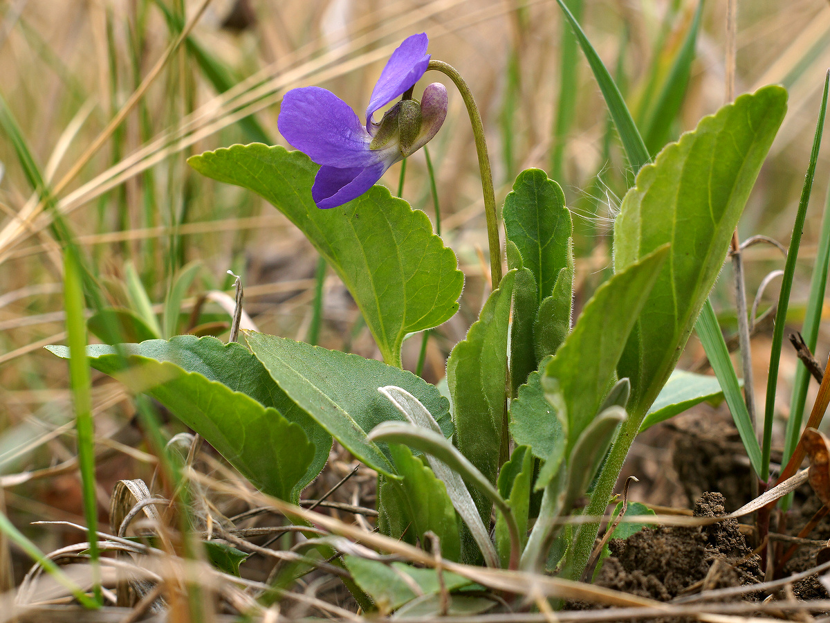 Image of Viola ambigua specimen.
