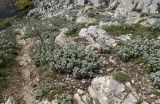 Marrubium vulgare. Куртины вегетирующих растений с остатками прошлогодних сухих цветоносов. Испания, Каталония, пров. Жирона, комарка Альт-Эмпорда, муниципалитет Альбанья, окр. комплекса Santuari de la Mare de Déu del Mont, 1124 м н.у.м., естественная терраса на ю.-з. склоне хр. 09.04.2025.
