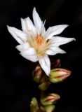 Смотреть изображение Rosularia alpestris