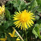 Смотреть изображение Taraxacum sinicum