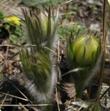 Pulsatilla orientali-sibirica