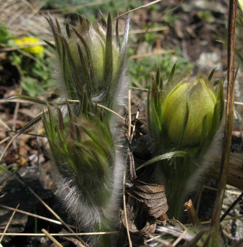 Image of Pulsatilla orientali-sibirica specimen.