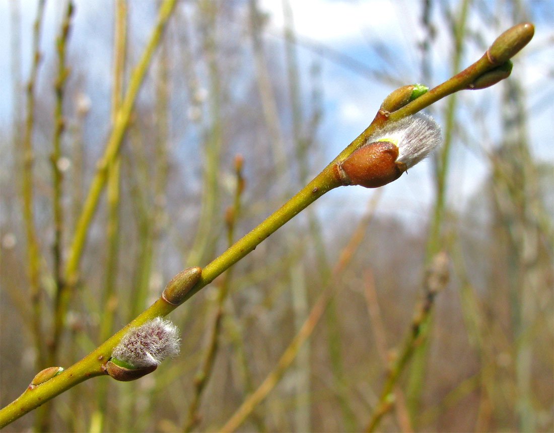 Image of Salix triandra specimen.