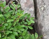 View full-size image Prunus cerasifera