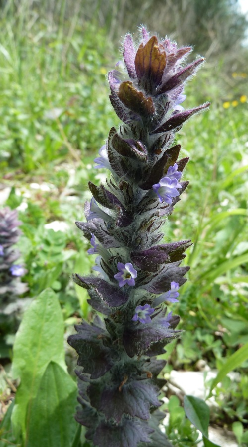 Image of Ajuga orientalis specimen.