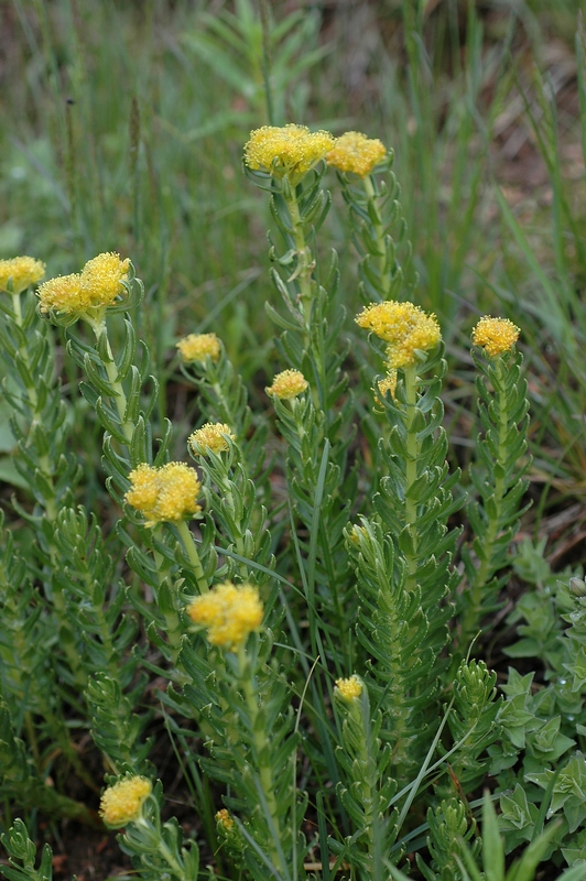 Изображение особи Rhodiola kirilowii.