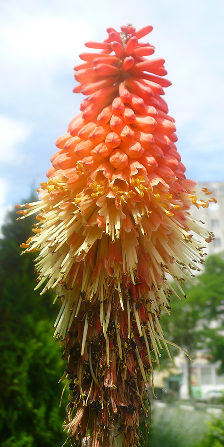 Image of Kniphofia uvaria specimen.