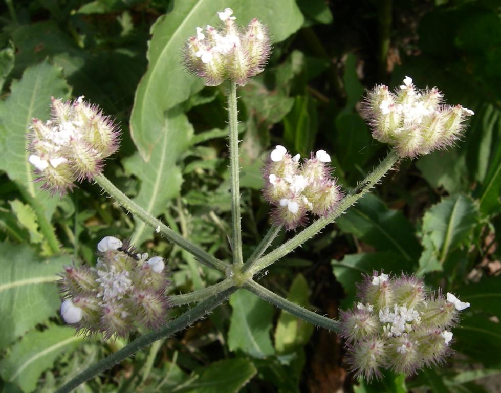 Image of Turgenia latifolia specimen.