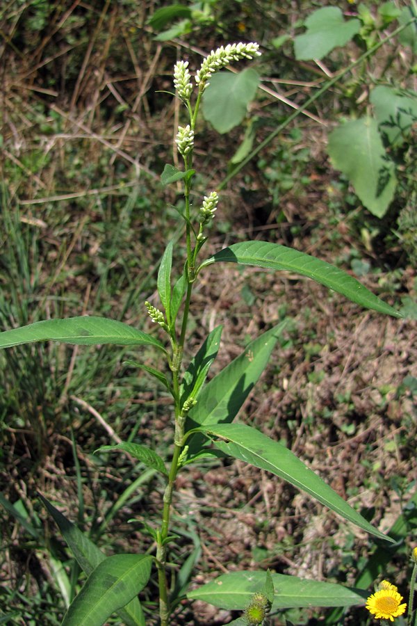 Image of Persicaria lapathifolia specimen.